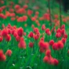 Tulipani a corte al Castello Reale